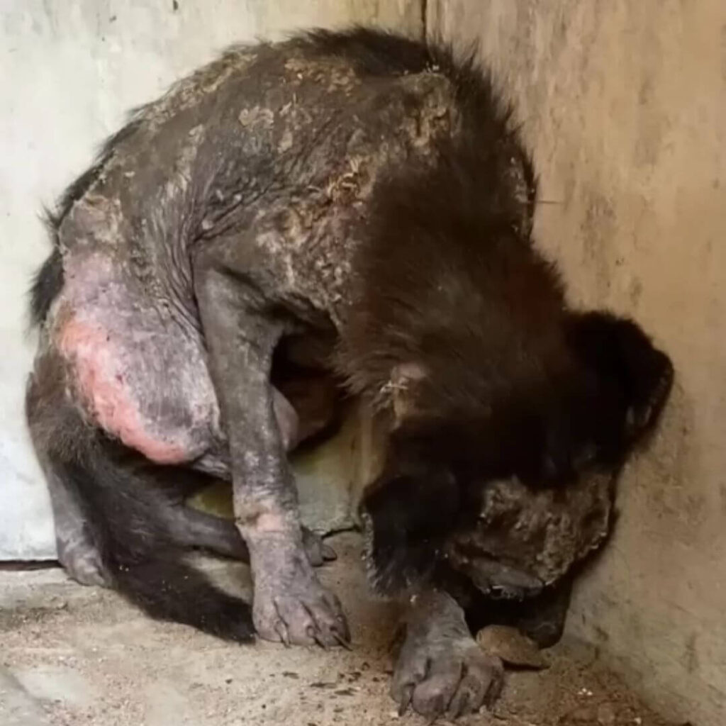 When Koda was first discovered