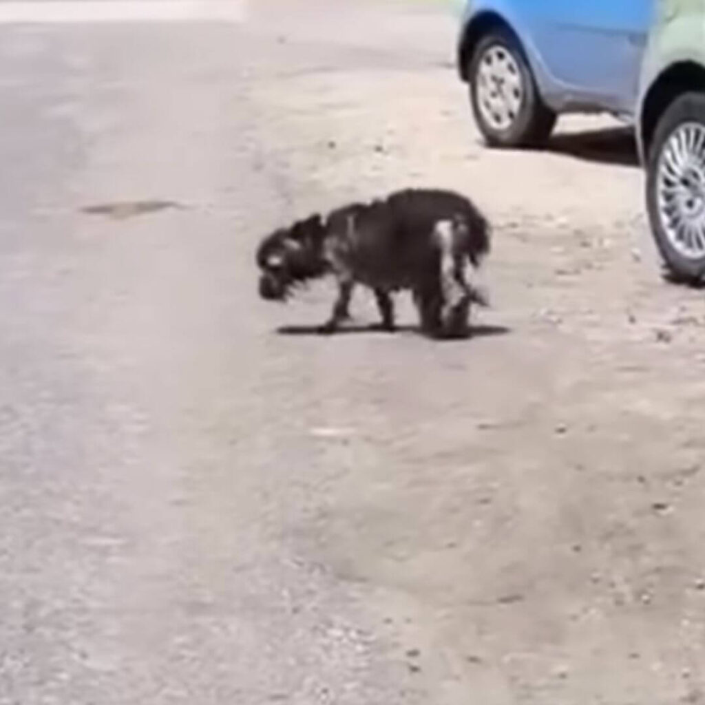 Photos and updates courtesy of FAPF