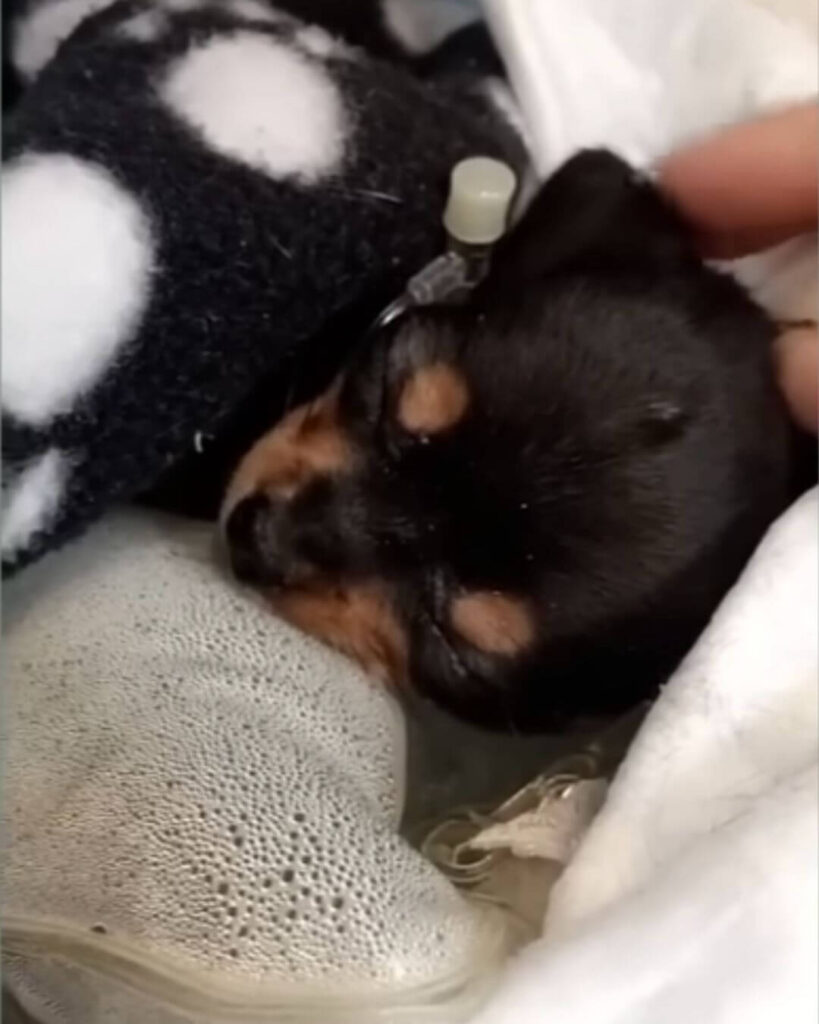 Photos and updates courtesy of Rescue Dogs Rock NYC