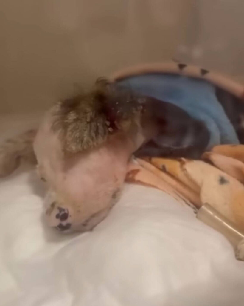 Oreo after he was taken out of freezer. Credit: Hilen Elisci