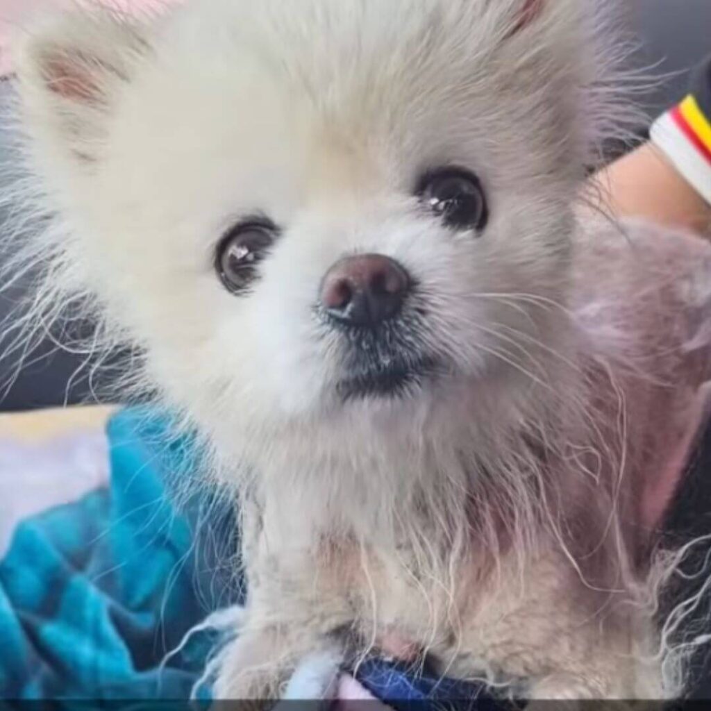 Oreo after getting rescued