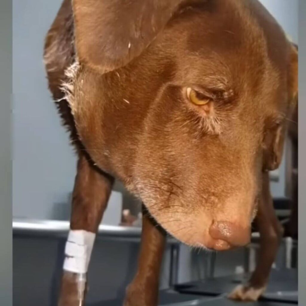 How swollen Vida's neck had gotten