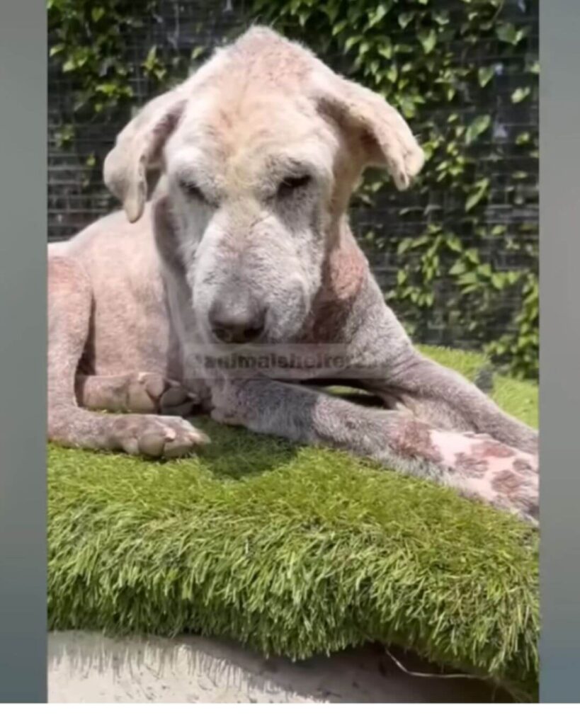 Ossi slowly getting back to normal life