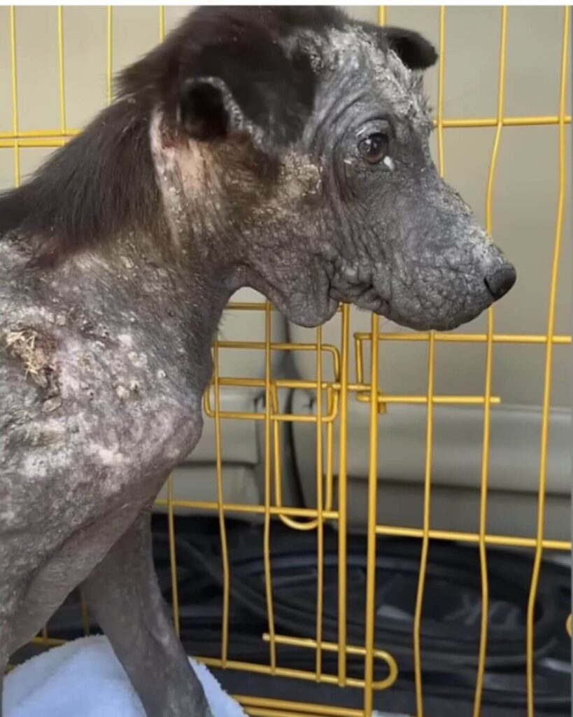 Koda at the vet clinic