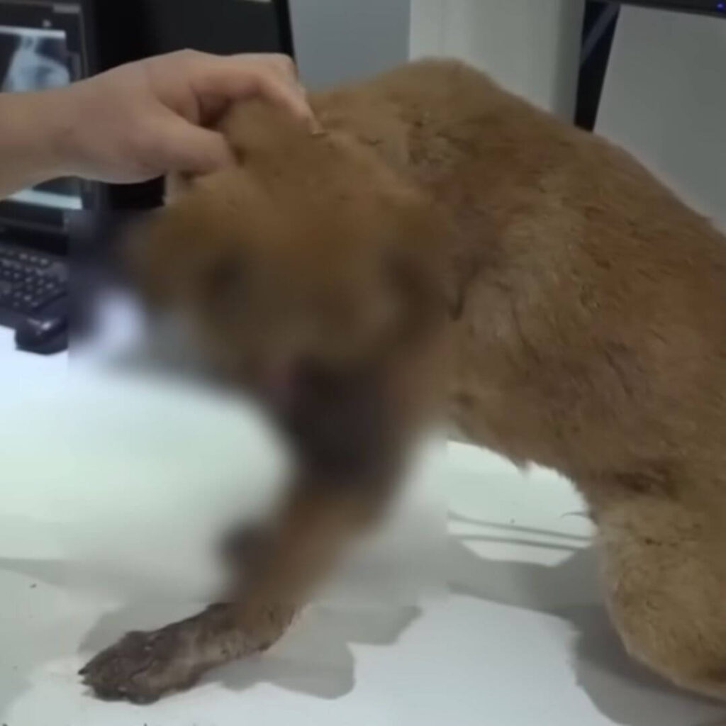 Youumbba rescue team rushed the dog to the vet clinic