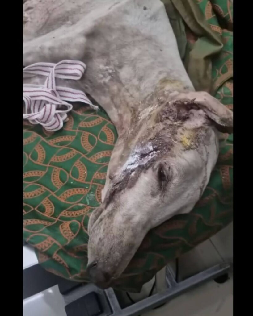 Diana at the vet clinic