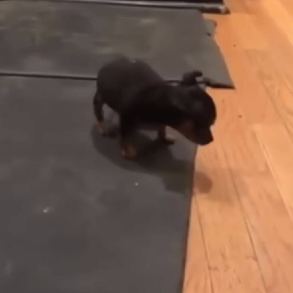 Rico also had pneumonia