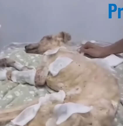 Angelito under treatment