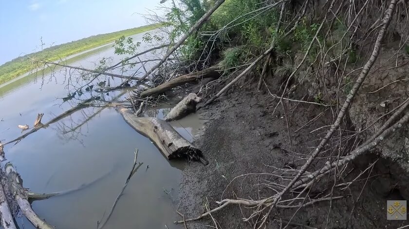 Ivy was stuck under a log