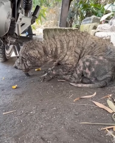 Poleng battling for his life