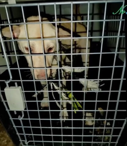 Tiktok going to the vet