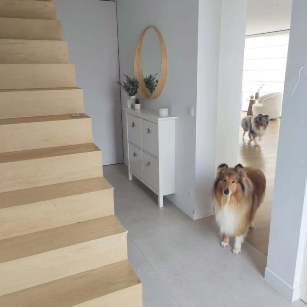 Dogs following everywhere