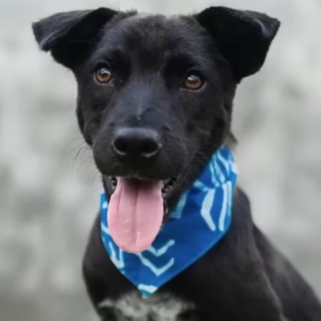 How Koda looks today