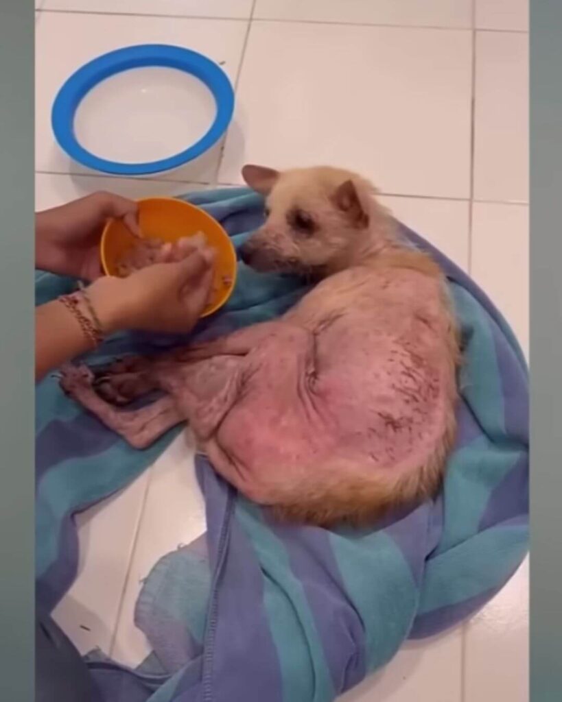 The rescue team trying to feed Hope