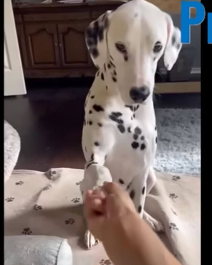 Playing with his human