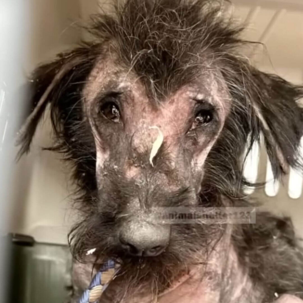 Lilian after getting rescued but still in pain because she couldn't find her puppies