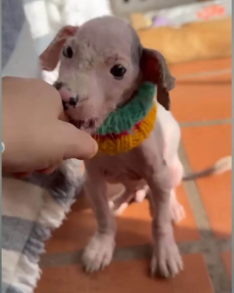 Oreo playing with his rescuer