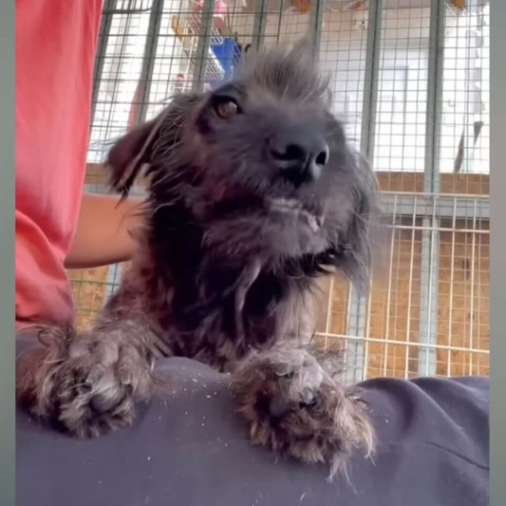 She went back on road to search for her babies but no success