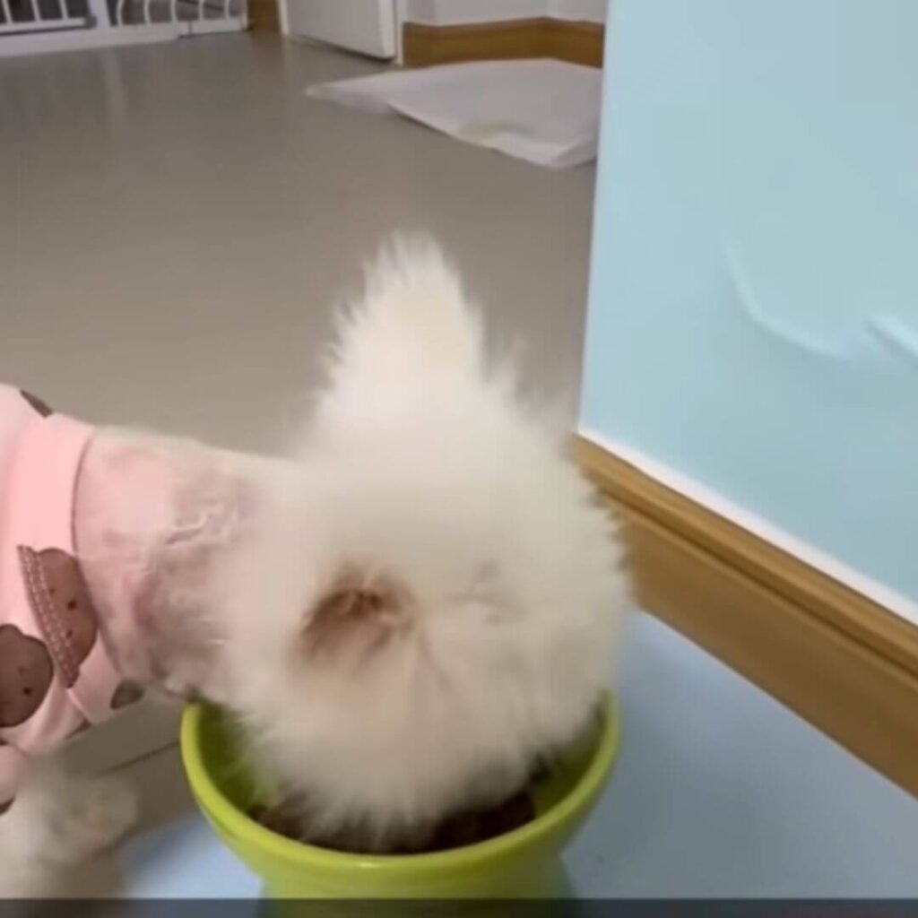 Oreo's fur almost back 