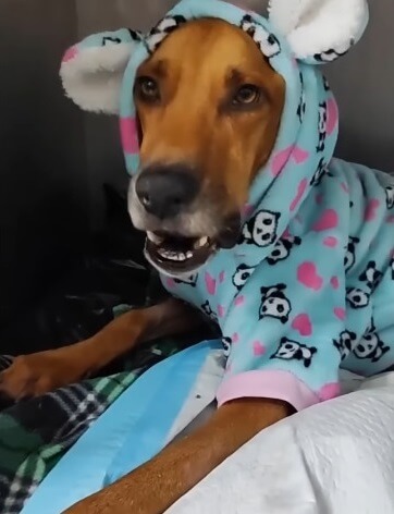 Berlin going to another veterinarian