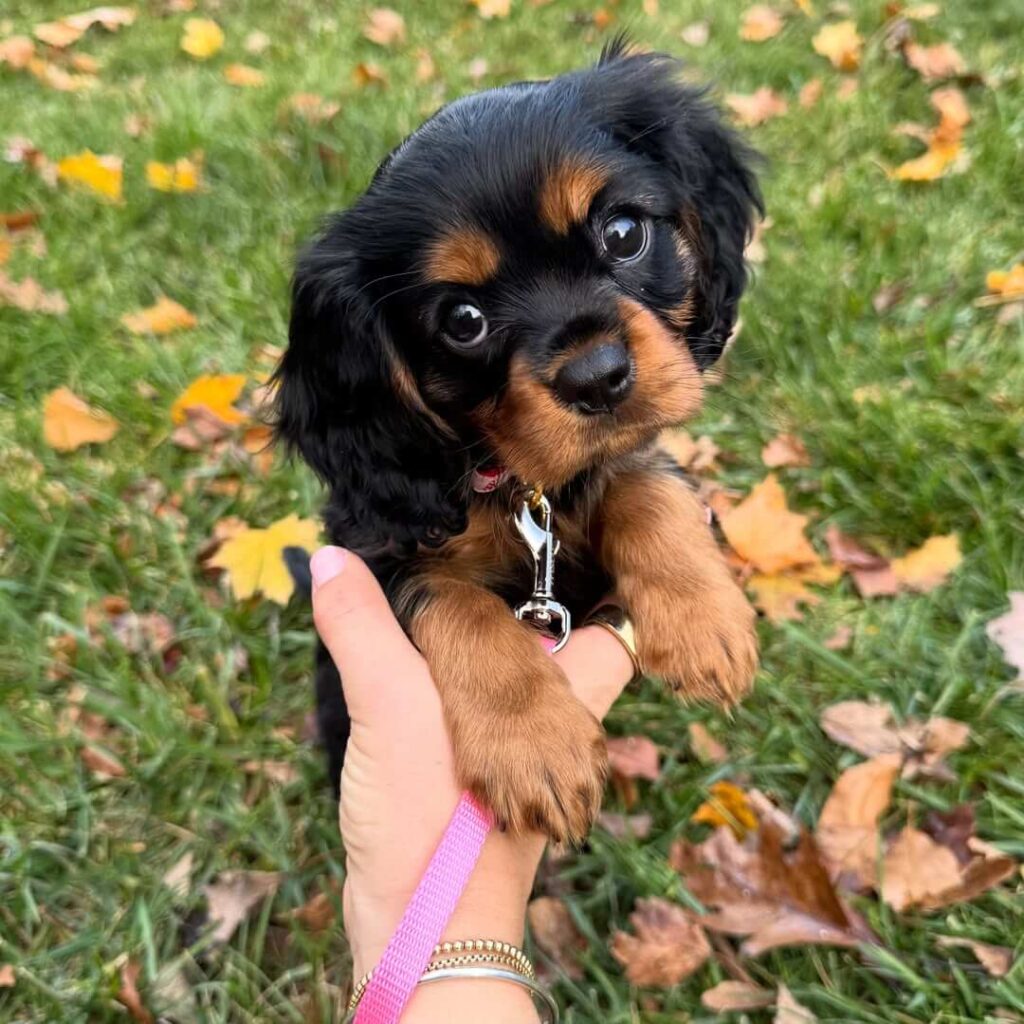 Cavalier King Charles Spaniels