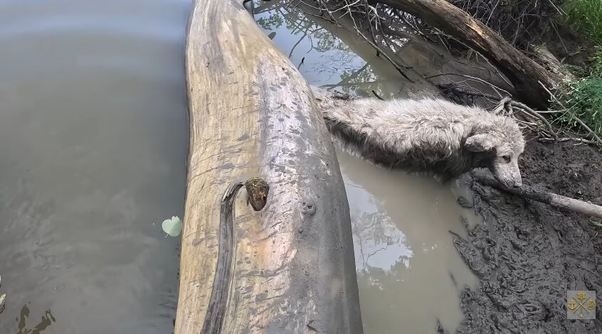 Ivy was slowly sinking inside the mud