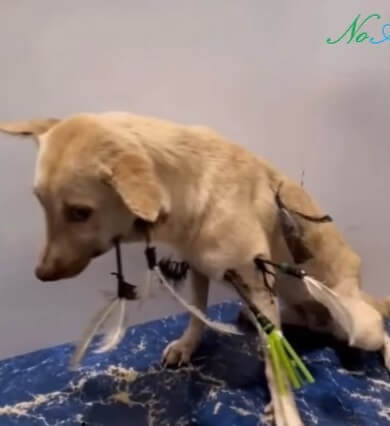 Tiktok inside the vet clinic