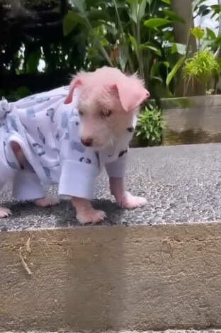 Willow slowly progressing