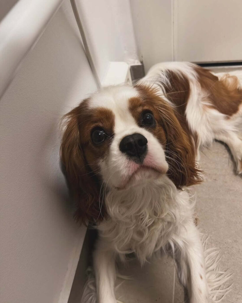 Dog following to the bathroom