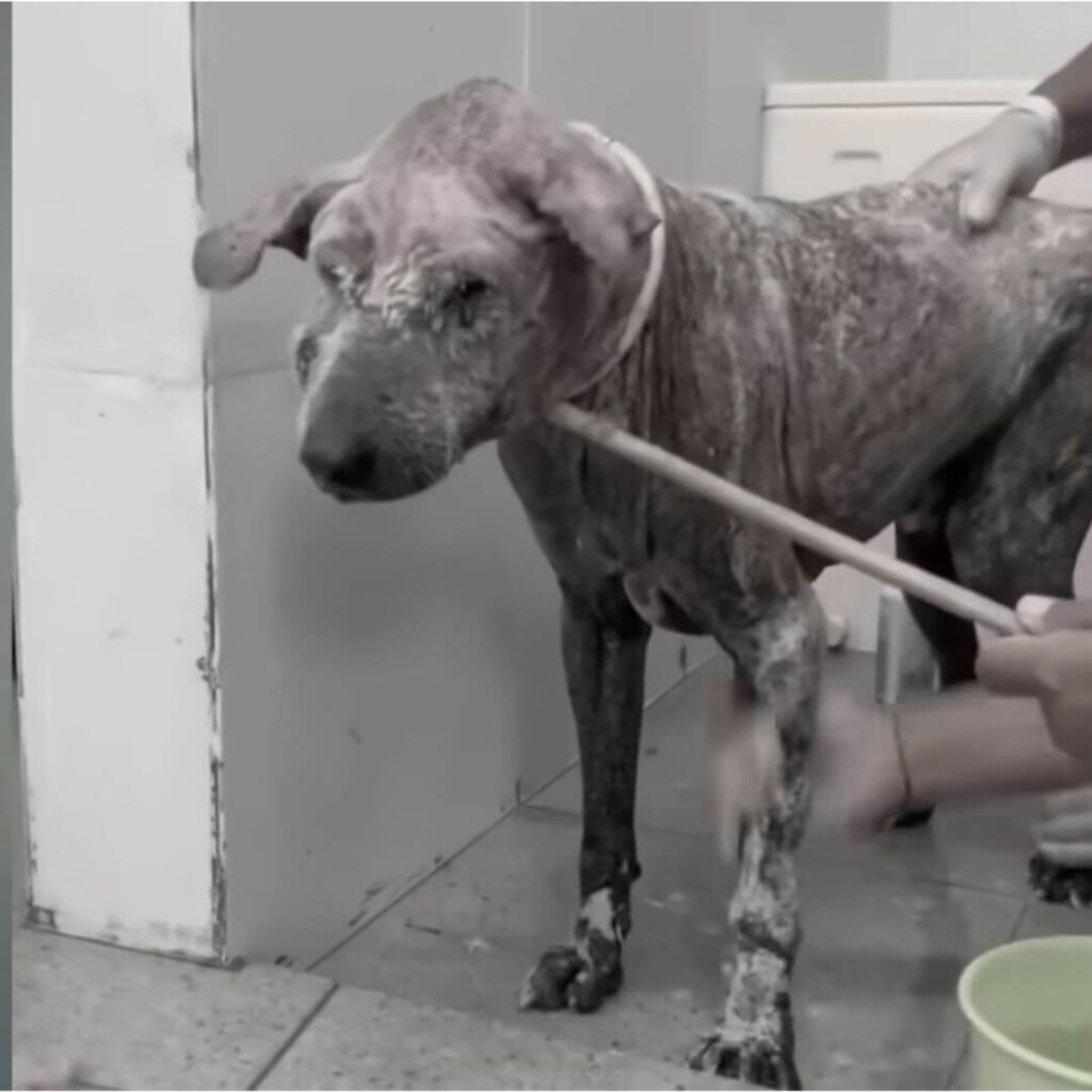 Ossi brought into care