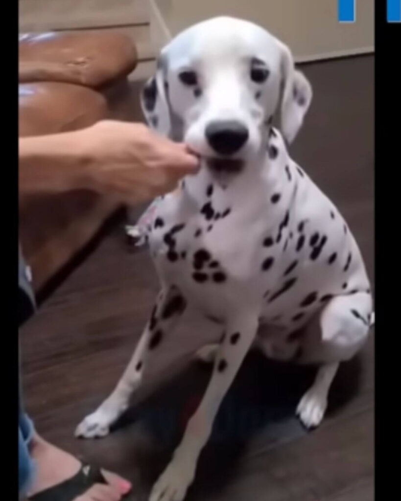 He has become a very spoiled and happy boy