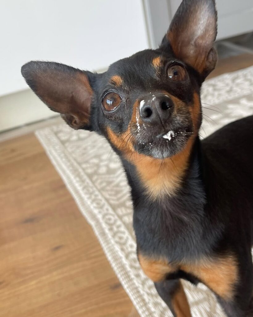 Image source: Instagram@chumleetheprazsky