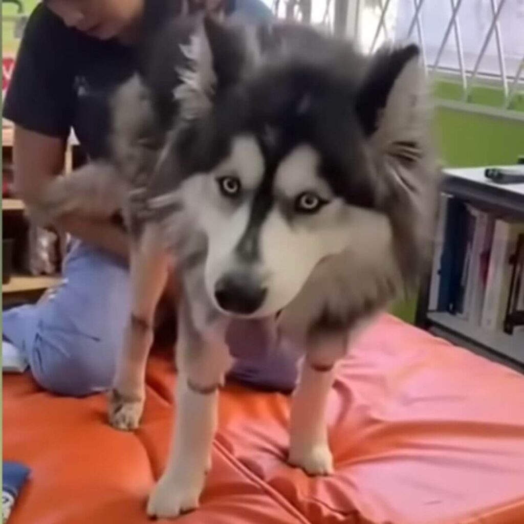 Russell trying to walk