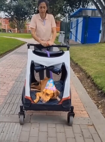 Berlin returned to the vet clinic