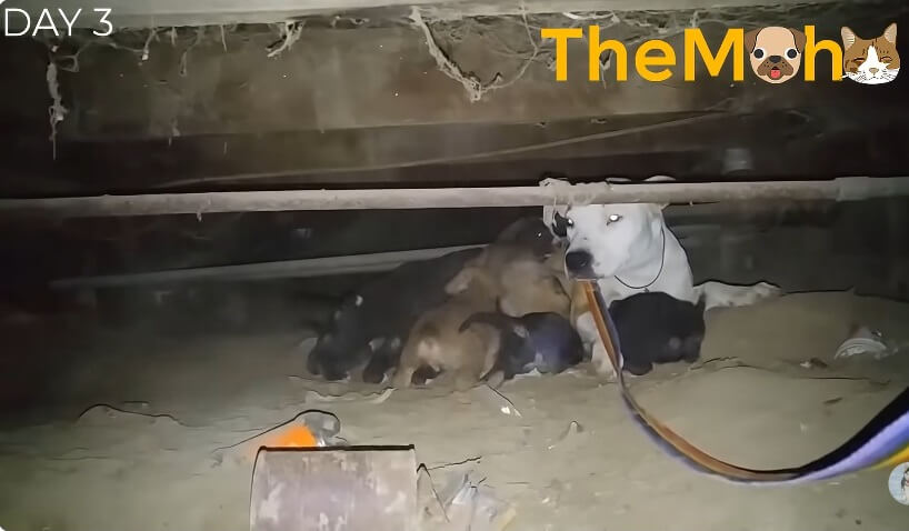 Betty showed where she hid her pups