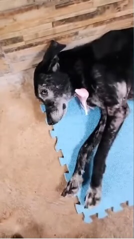 Milagros at the veterinary clinic