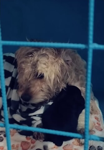 Natalie and Cookie together