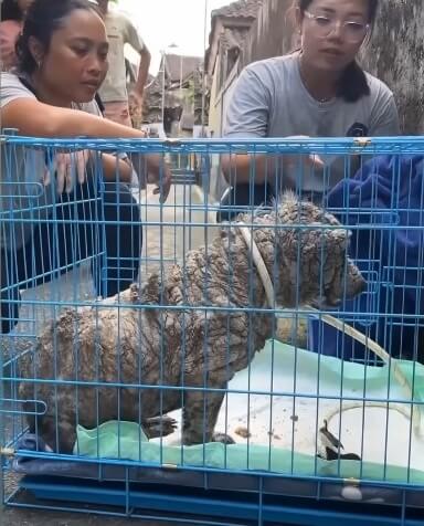 On the way to the vet clinic