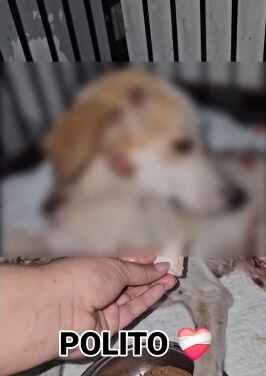 Polito resisting food