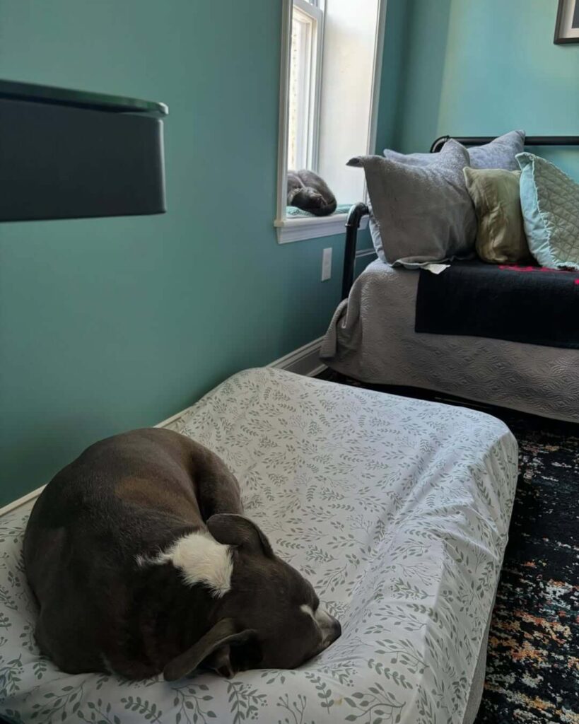 Dog napping on his bed
