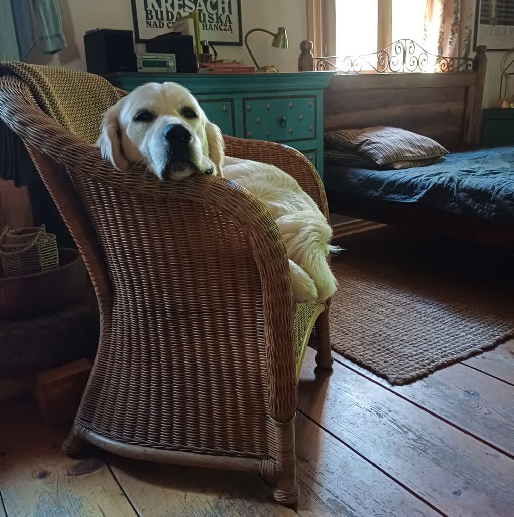 Image source: Instagram@buda_ruska_4