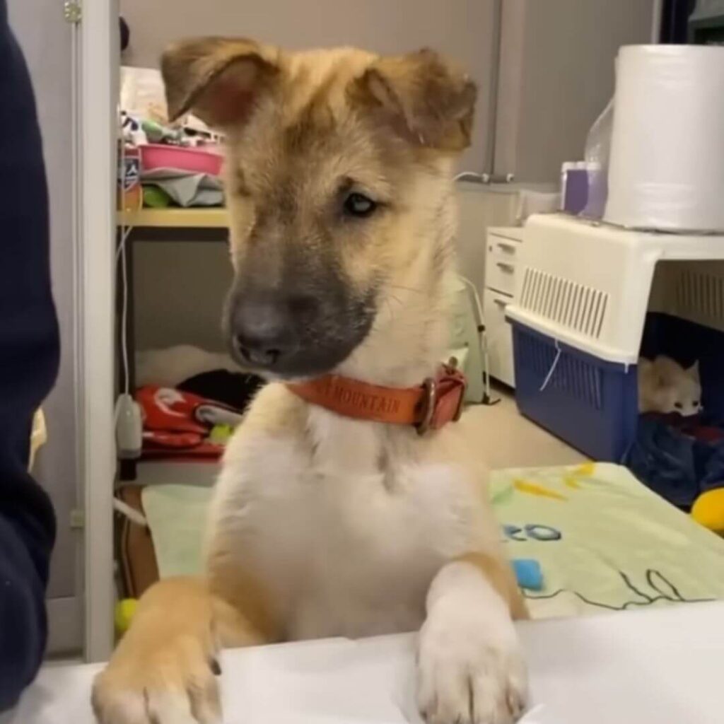 Himtchan now in his forever home