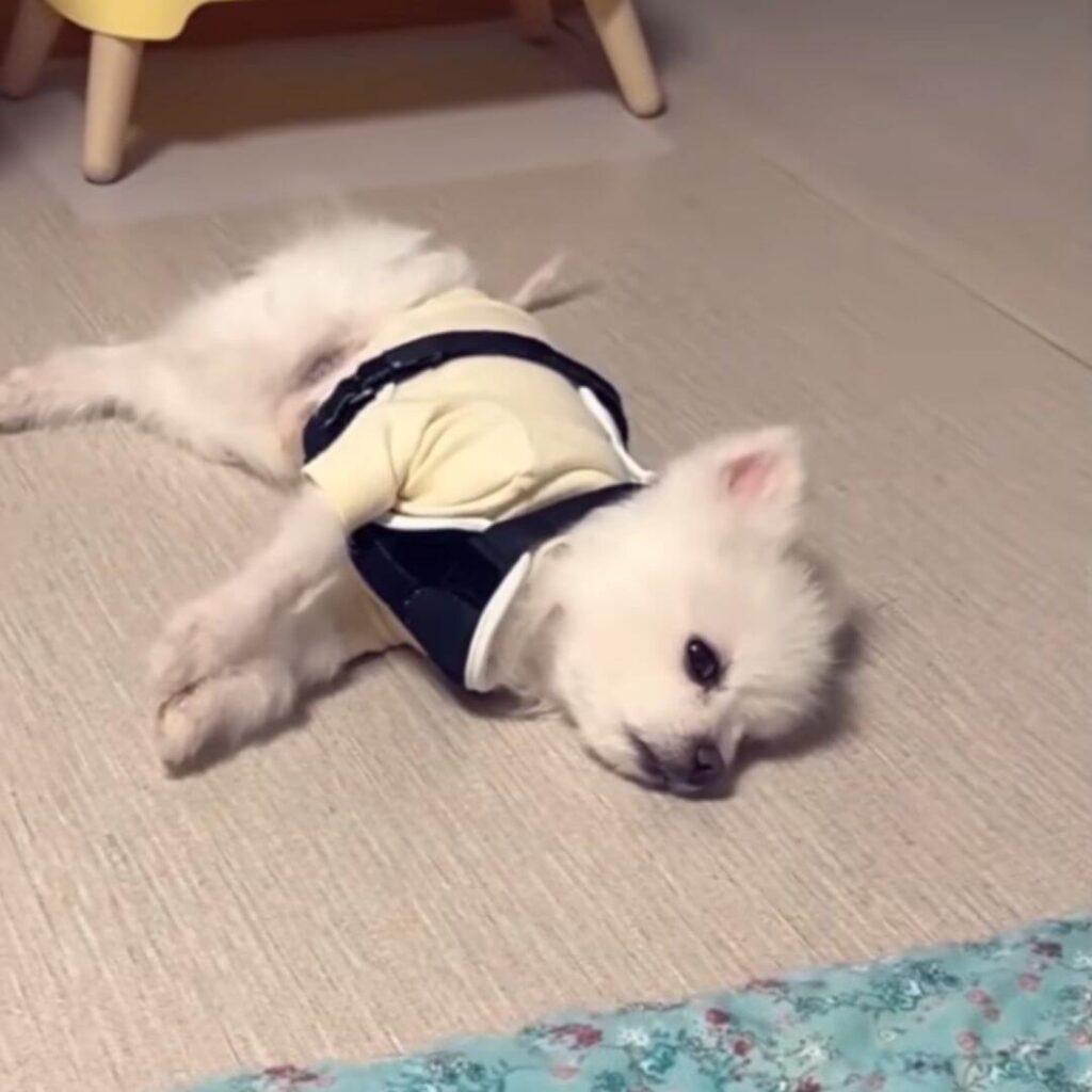 Oreo fully healed and resting peacefully in his forever home