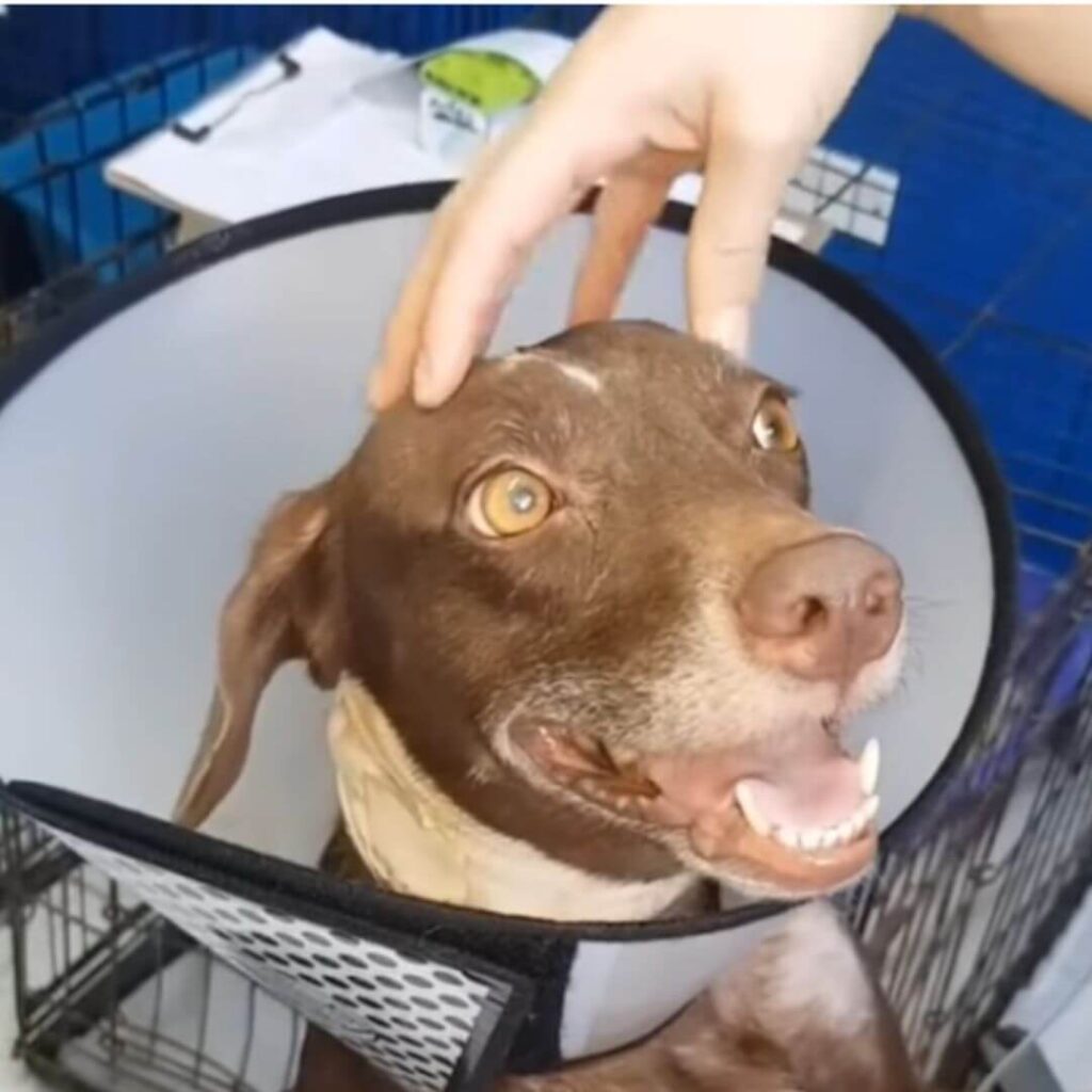 Vida getting pampered