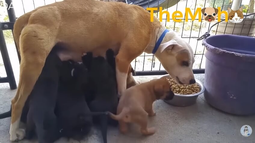 Betty and her pups are safe