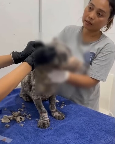 Poleng getting his treatment done