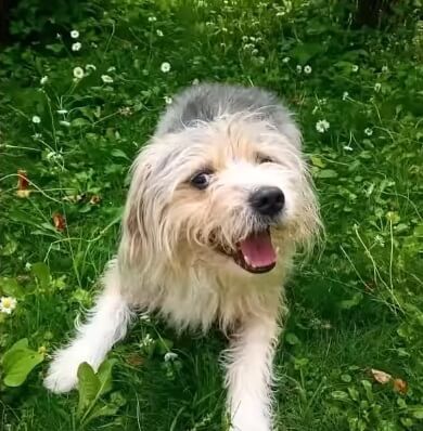 Vito in his forever home