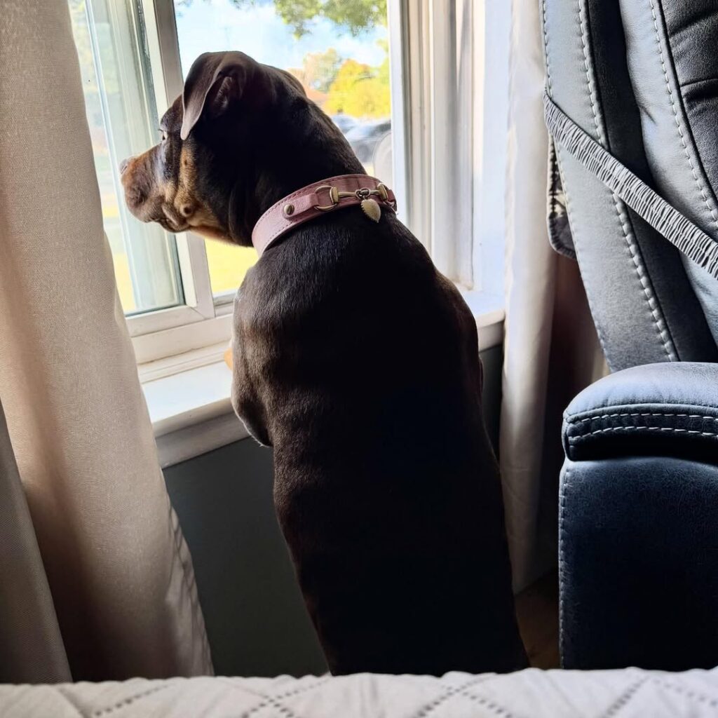 Image source: Instagramesme.the.sassy.bully