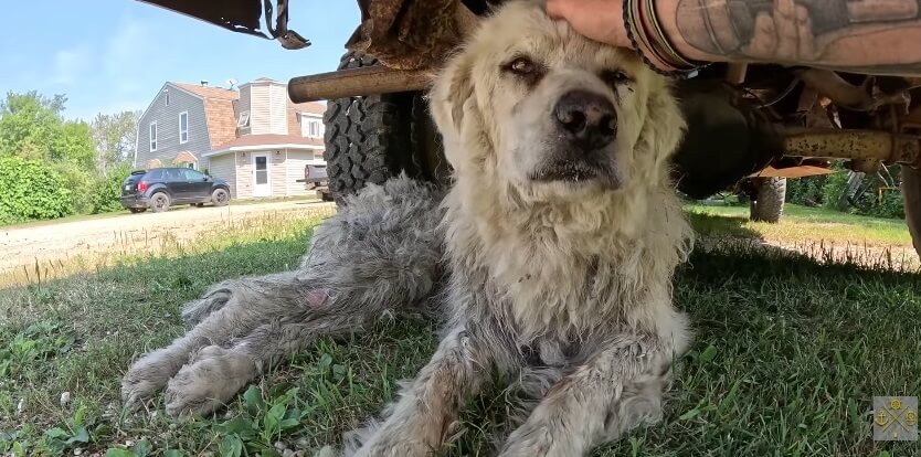 Ivy resting under her family truck