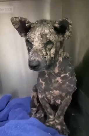 Poleng healing very fast